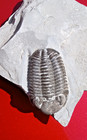 Eldredgeops Trilobite Fossil