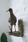     Old Lovely Nice Premium Taxidermy Collectors    
