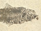 Knightia Eocaena Fish Fossil Green River Formation Fossil Lake Wyoming 1141gr