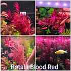 Buy 2 Get 1 Free  Rotala Blood Red 5 Stems Pack - Live Aquarium Plant - Aquatic