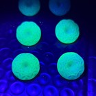 Set Of 6 Uranium Glass Gumdrop Buttons Vintage Teal