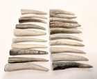 Deer Antler Tips  3    Rustic Ornaments  Natural Jewelry Supplies  10 Pc 