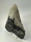 Megalodon Shark Tooth 5 58 Inch - Beautiful - Authentic Fossil - Carolina 18400