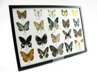 20 Beautiful Butterfly Butterflies In Showcase - Framed - Real - A-20-madam-11