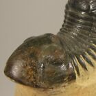 2 5  Paralejurus Trilobite Fossil On Matrix - Devonian Age - Morocco