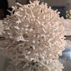 Natural Birds Nest Coral  Very Large Spherical rare  