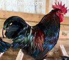 10  Purebred  barnevelder Large Fowl Fertile Chicken Hatching Eggs Foam Shipping