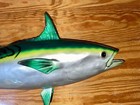 24  Bonita False Albacore Fiberglass Half Mount Reproduction Taxidermy Free Ship