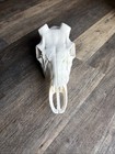 Red Stag Euro Mount Skull