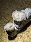 Brachiopod Fossil Piece