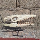 Composite Juvenile Mosasaur Skull Fossil 32 Cm Rare Cretaceous Marine Reptile