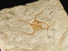 440 Million Year Old 100  Natural Starfish Fossil Ordovician Era Morocco 750gr