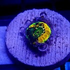 Rainbow Echinata Tiny Frag Wysiwyg - Indigo Corals - Ic 3550