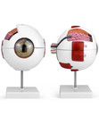 6x Enlarged Human Eye Anatomy Model  Magnified Eyeball Model With Detachable Bra