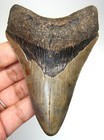 Megalodon Shark Tooth Real Fossil - 3 75    Shark Teeth Meg - No Restorations