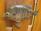 Vintage Real Skin Blue Gill Fish Mount 9 1 2  Long On Driftwood