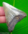2 54   Megalodon Shark Tooth Real Fossil No Restorations Sharks Teeth