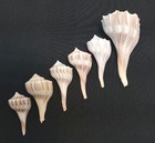 Raw Natural Sea Shells Lot Of 6 Lightning Whelk  Beach Decor crafts Gulf Coast