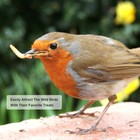 22 Lbs Bulk Dried Mealworms For Wild Birds Food Chickens Hen Fish Treats Food Us