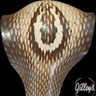 Cobra Snake Big 19  Strike Position Taxidermy Reptile Mount Vtg Southeast Asia