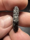 Pleistocene Fossil Giant Armadillo Armor Scute Plate From Tampa Florida Wolf Fam