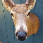 8 Point Taxidermy Buck - Whitetail Deer Shoulder Mount Hunting Cabin Antlers
