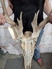 Wild 18 Point Whitetail Deer Antler Rack Horn Skull European Mount Cabin 173 