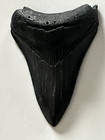 Shark Tooth - Megalodon 3   Half Inch   Features   Serrated  Shiny  Nice Point 