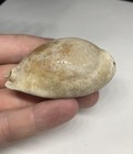 Cowrie Shell Fossil Florida Pleistocene 2 77 Inch