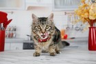 Hairball Remedy Plus Salmon Flavored Paste For Cats And Kittens  2 5 Ounce