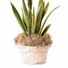 Proflora Preserved Green Spanish Moss  Natural 530 Cu In - Floral Arranging 