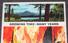 Vtg Smokey Bear 1960 Poster Growing Time-many Years  Burning Time -usfs  Ny St 