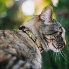  Breakaway Cat Collar - Belle Narrow Medium - Fits 8-12 Inch  0 5 Inch Wide 