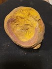 Mazon Creek Fossils