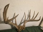 Huge 20  X 14    Whitetail Deer Shed Antler Nice Heavy W Some Skull Taxidermy 