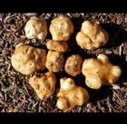 1 Pound Freshly Dug Jerusalem Artichokes Sunchokes Hellianthus Tuberosus 