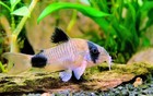 One Dozen Panda Cories Under An Inch Cuteness Overload      Free Shipping