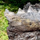 One Of A Kind Edestus 5 Crown Shark Jaw Fossil Coal Mine Sharks Teeth Illinois