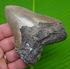 4 02      Megalodon Shark Tooth Real Fossil Sharks Teeth -  No Restoration