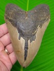5 27    Megalodon Shark Tooth  Real Fossil No Restorations Sharks Teeth
