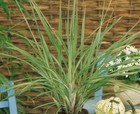 300  Lemon Grass Seeds - Culinary Herb Seeds  Fresh Non-gmo - Repels Mosquitos