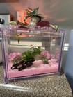5 Rare Cotton Candy Pearl Pink Ramshorn Snails - Tank Breed Aquarium Algae Eater