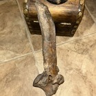 Large Ice Age Fossilized Mammal Thoracic Vertebrae Pleistocene Era  Omsk Siberia