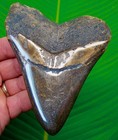 Megalodon Shark Tooth Real Fossil 4 67    Xl Big Huge Sharks Teeth