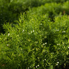 Lentil Seeds   Green   Organic   Legume   French   Vegetable   Garden   Bean