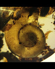 Fossil Amber Burmese Cretaceous Burmite Tick Snail Insect Amber Fossil Myanmar