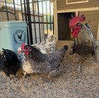 Silverudd And Silverudd Blue Hatching Eggs 12  Green   Blue Egg Layers Purebred