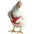 Valhoma Red Rooster Harness Black 6ft Leash   Poultry Cell 16oz Bundle