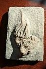 Macrocrinus Mundulus Double Crinoid Fossil Crawfordsville  Indiana 320 Myo 