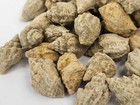 10 Admetopsis Fossil Gastropod Shells - Iron Co   Ut